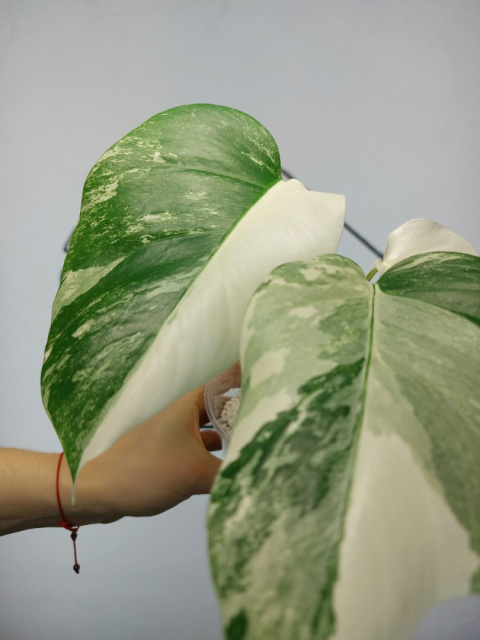 Monstera Albo Variegata | Sadzonka 4 | 30cm