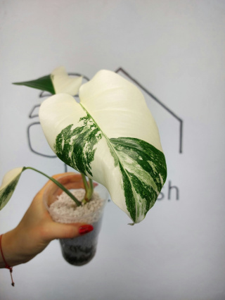 Monstera Albo Variegata | Sadzonka 5 | 30cm