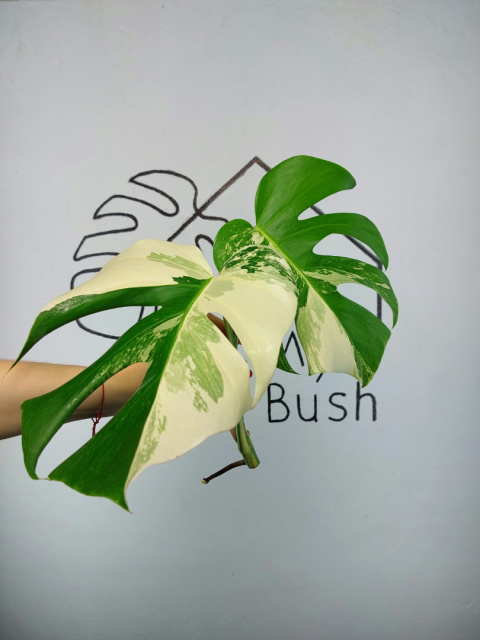 Monstera Albo Variegata | Szczyt 4