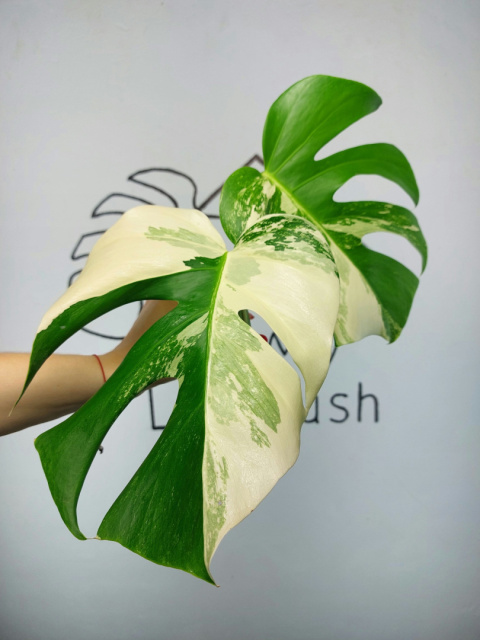 Monstera Albo Variegata | Szczyt 4