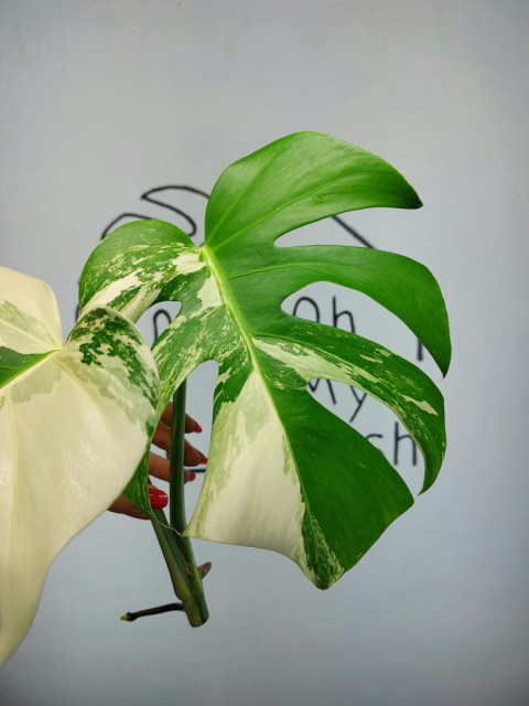 Monstera Albo Variegata | Szczyt 4