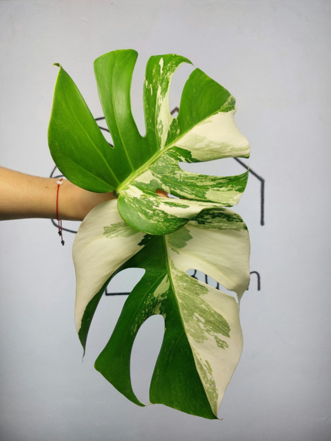 Monstera Albo Variegata | Szczyt 4