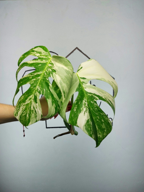 Monstera Albo Variegata | Szczyt 5