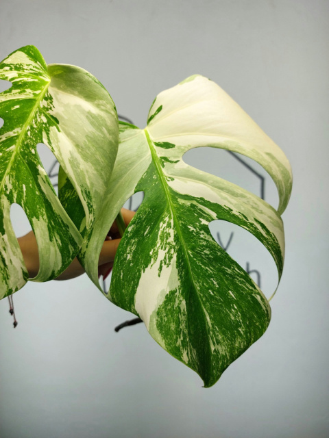 Monstera Albo Variegata | Szczyt 5