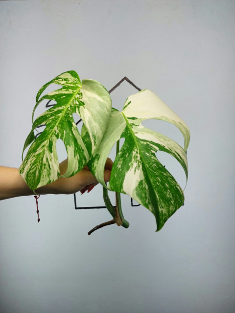 Monstera Albo Variegata | Szczyt 5