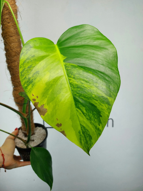 Monstera Aurea Variegata (Marmorata) | Sadzonka 2 | 50cm