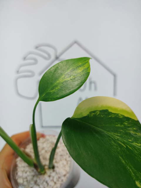 Monstera Aurea Variegata (Marmorata) | Sadzonka 5 | 30cm