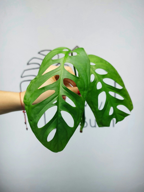 Monstera Esqueleto | Szczyt z uszkodzeniem