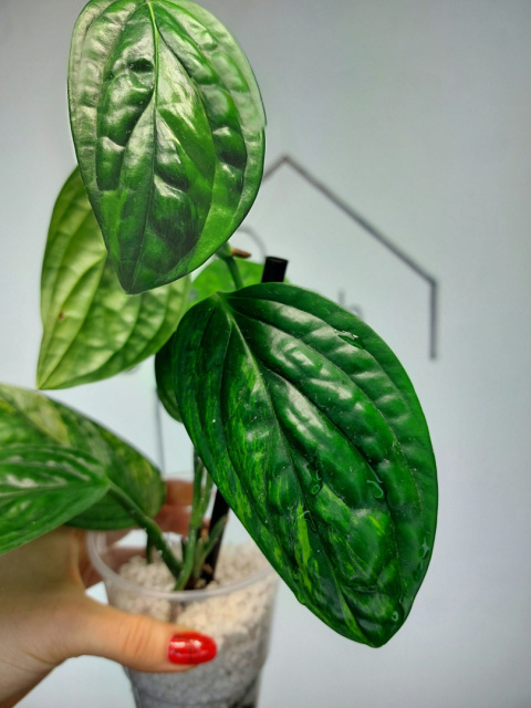 Monstera Karstenianum Variegata | Sadzonka 20 | 35cm