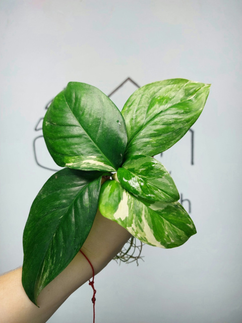 Monstera Lechleriana Variegata | Pędówka