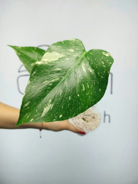 Monstera Thai Constellation | 30-35cm