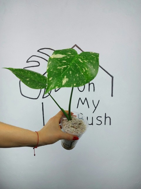 Monstera Thai Constellation | 30-35cm