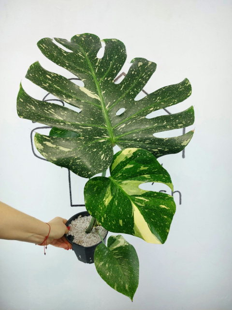 Monstera Thai Constellation | Sadzonka 31 | 60cm