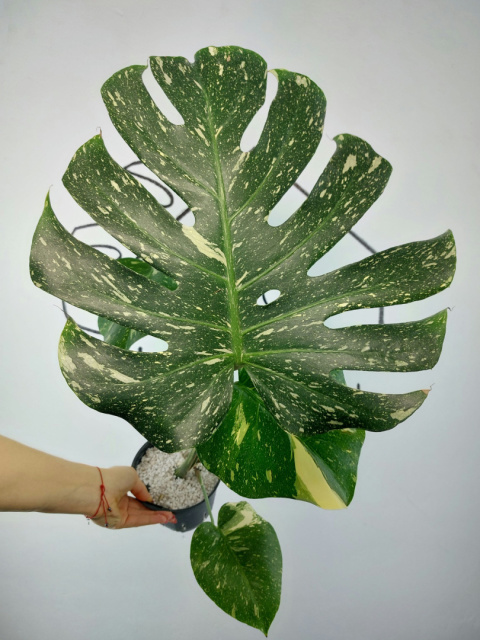 Monstera Thai Constellation | Sadzonka 31 | 60cm