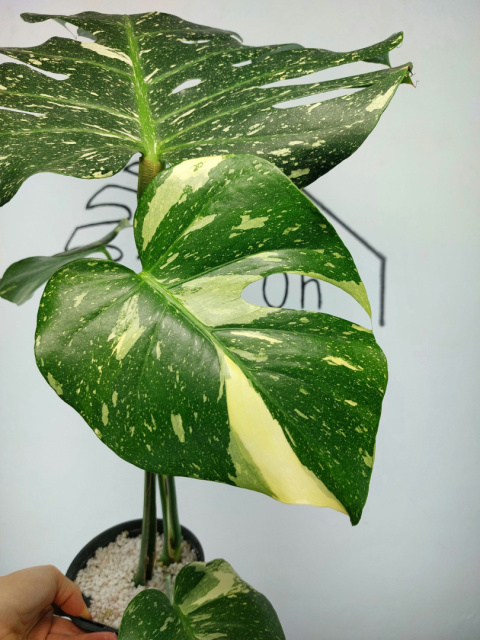 Monstera Thai Constellation | Sadzonka 31 | 60cm