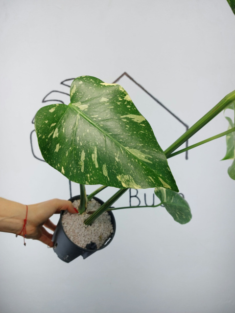 Monstera Thai Constellation | Sadzonka 31 | 60cm