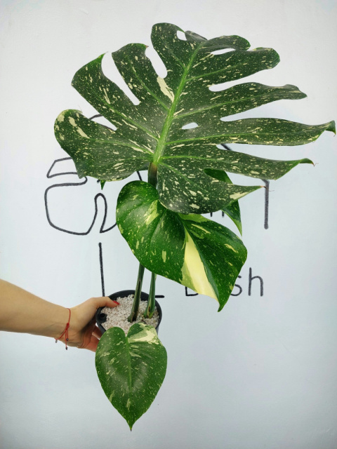 Monstera Thai Constellation | Sadzonka 31 | 60cm