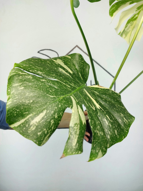 Monstera Thai Constellation | Sadzonka 32 | 60cm