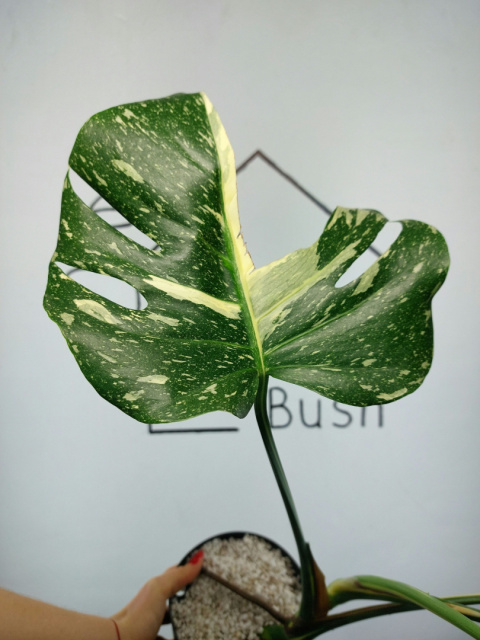 Monstera Thai Constellation | Sadzonka 32 | 60cm