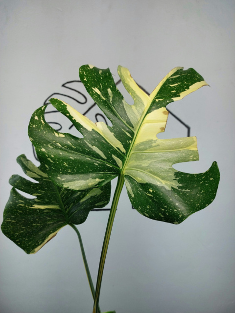 Monstera Thai Constellation | Sadzonka 32 | 60cm