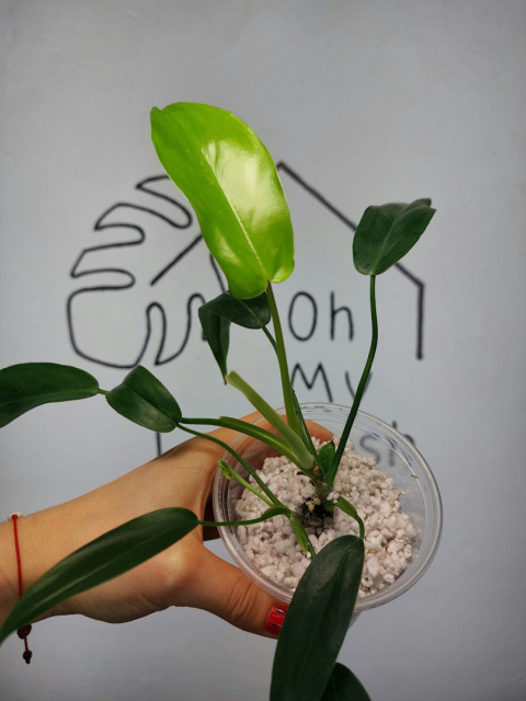 Philodendron 69686 | 15-20cm