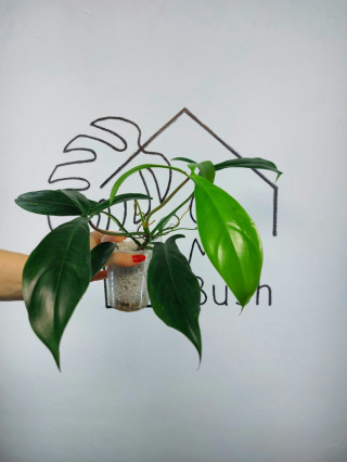 Philodendron 69686 | 30-35cm