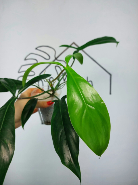 Philodendron 69686 | 30-35cm