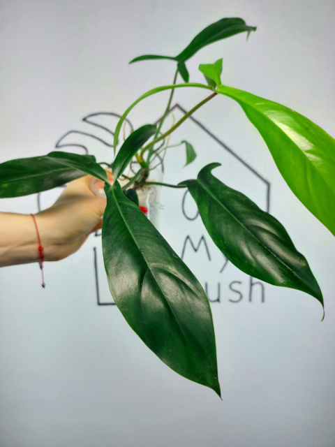 Philodendron 69686 | 30-35cm