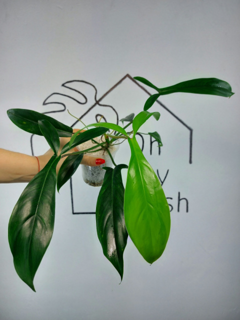 Philodendron 69686 | 30-35cm