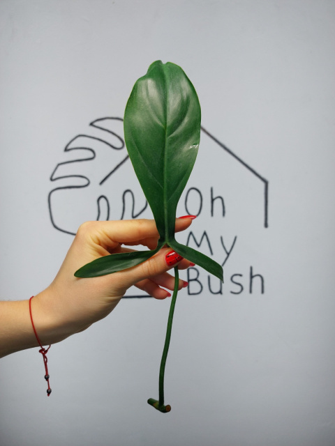 Philodendron 69686 | Pędówka