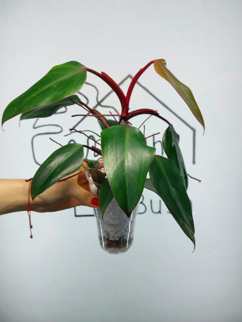 Philodendron Erubescens | 30-35cm