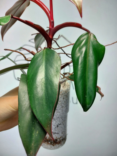 Philodendron Erubescens | 30-35cm