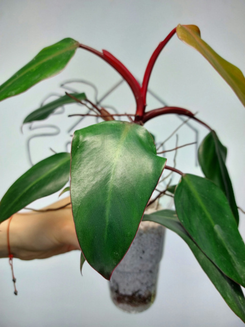 Philodendron Erubescens | 30-35cm