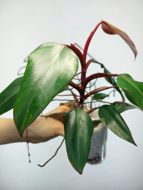 Philodendron Erubescens | 30-35cm