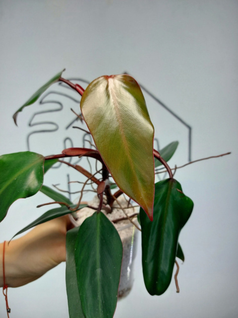 Philodendron Erubescens | 30-35cm