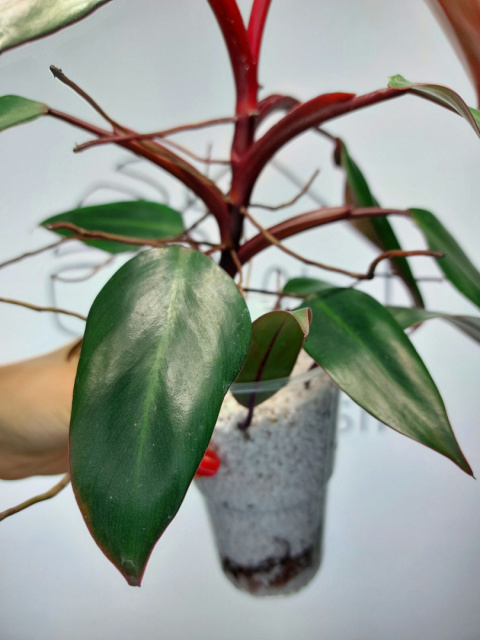 Philodendron Erubescens | 30-35cm