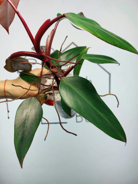 Philodendron Erubescens | 30-35cm