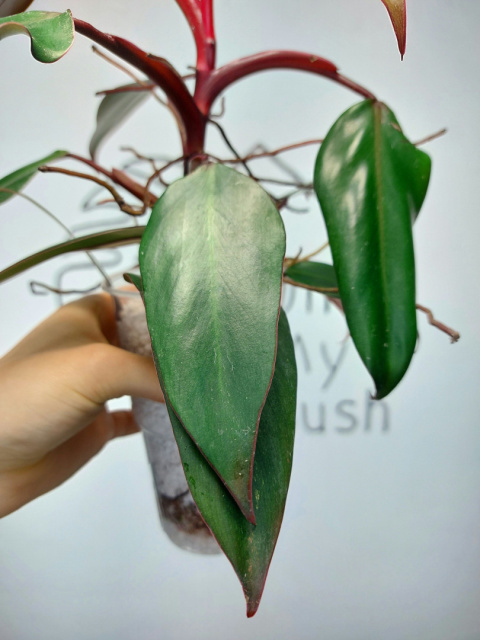 Philodendron Erubescens | 30-35cm