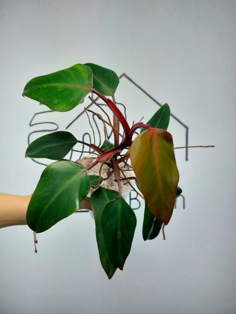 Philodendron Erubescens | 30-35cm