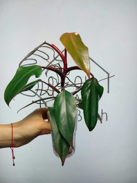 Philodendron Erubescens | 30-35cm