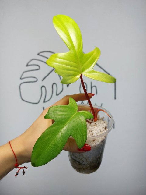 Philodendron Florida Ghost | 20-25cm