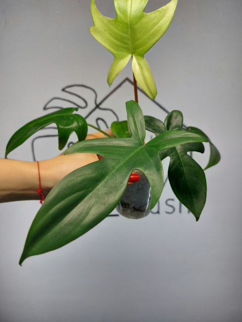 Philodendron Florida Ghost | 25-30cm