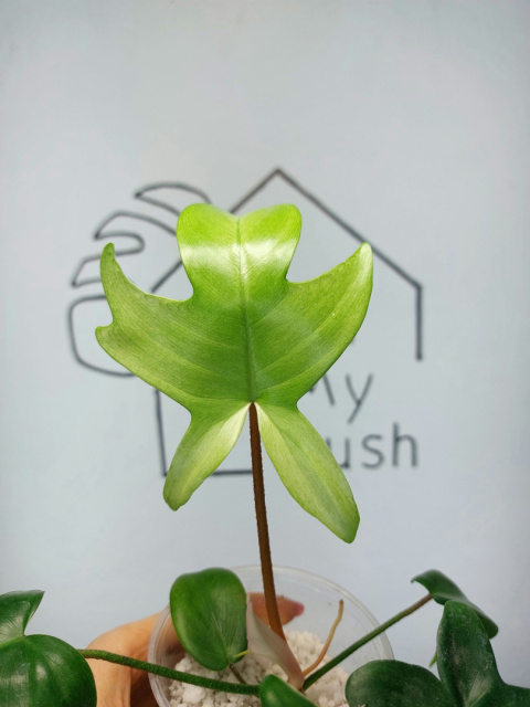 Philodendron Florida Ghost | 25-30cm