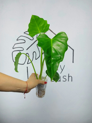 Philodendron Giganteum | 35-40cm