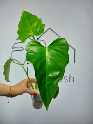 Philodendron Giganteum | 35-40cm