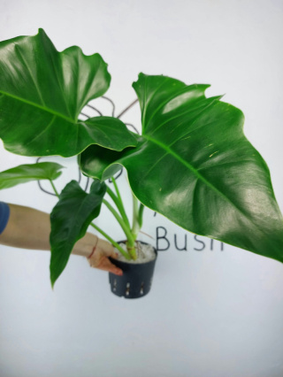 Philodendron Giganteum | 40-50cm