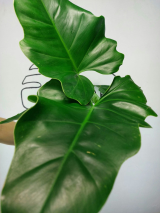 Philodendron Giganteum | 40-50cm