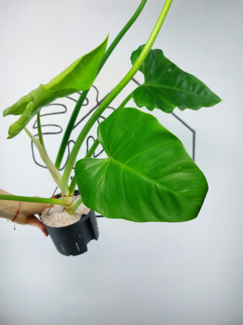 Philodendron Giganteum | 40-50cm