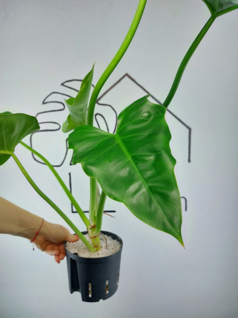 Philodendron Giganteum | 40-50cm