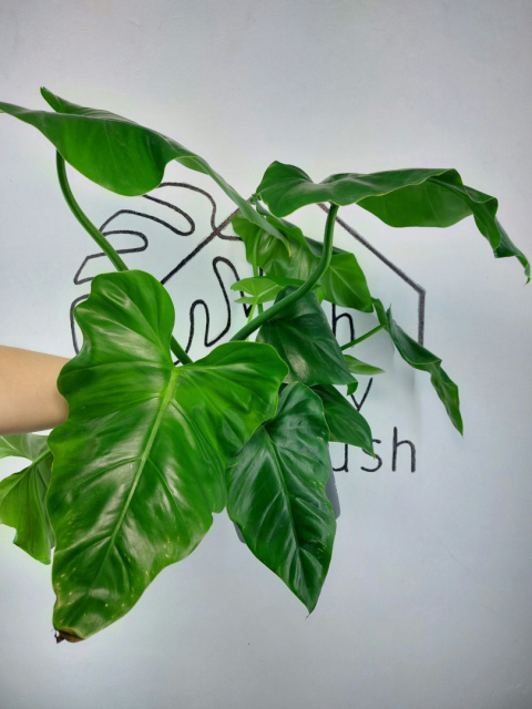 Philodendron Giganteum XXL | Sadzonka 6 | 65cm